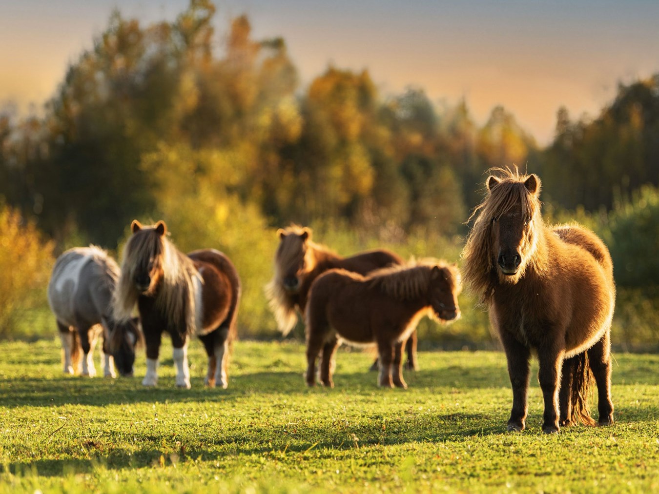 shetland shutterstock 2067856178 1920 1