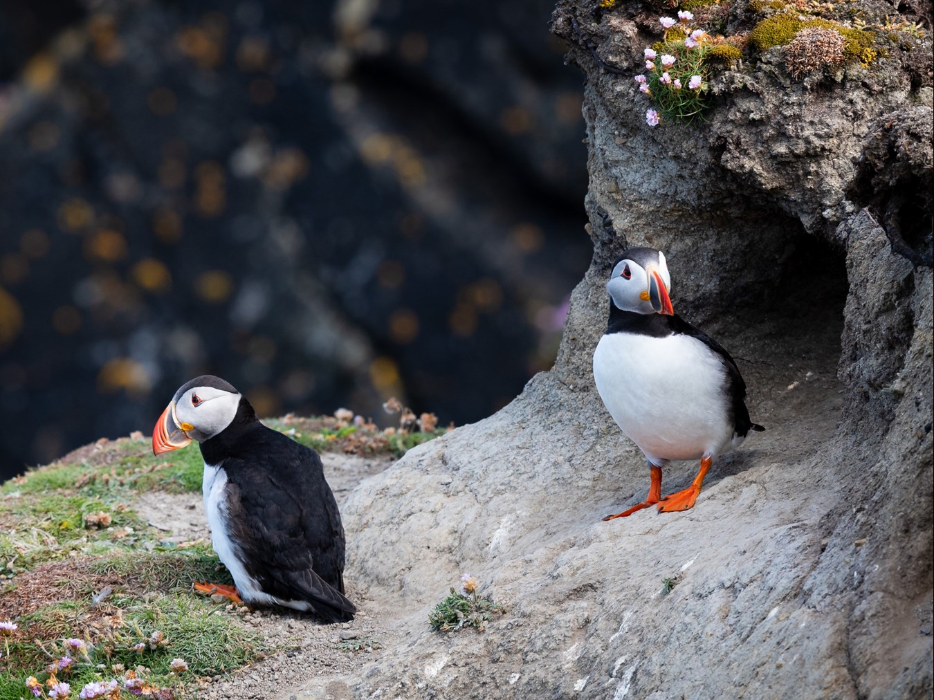 shetland puffins 3516519