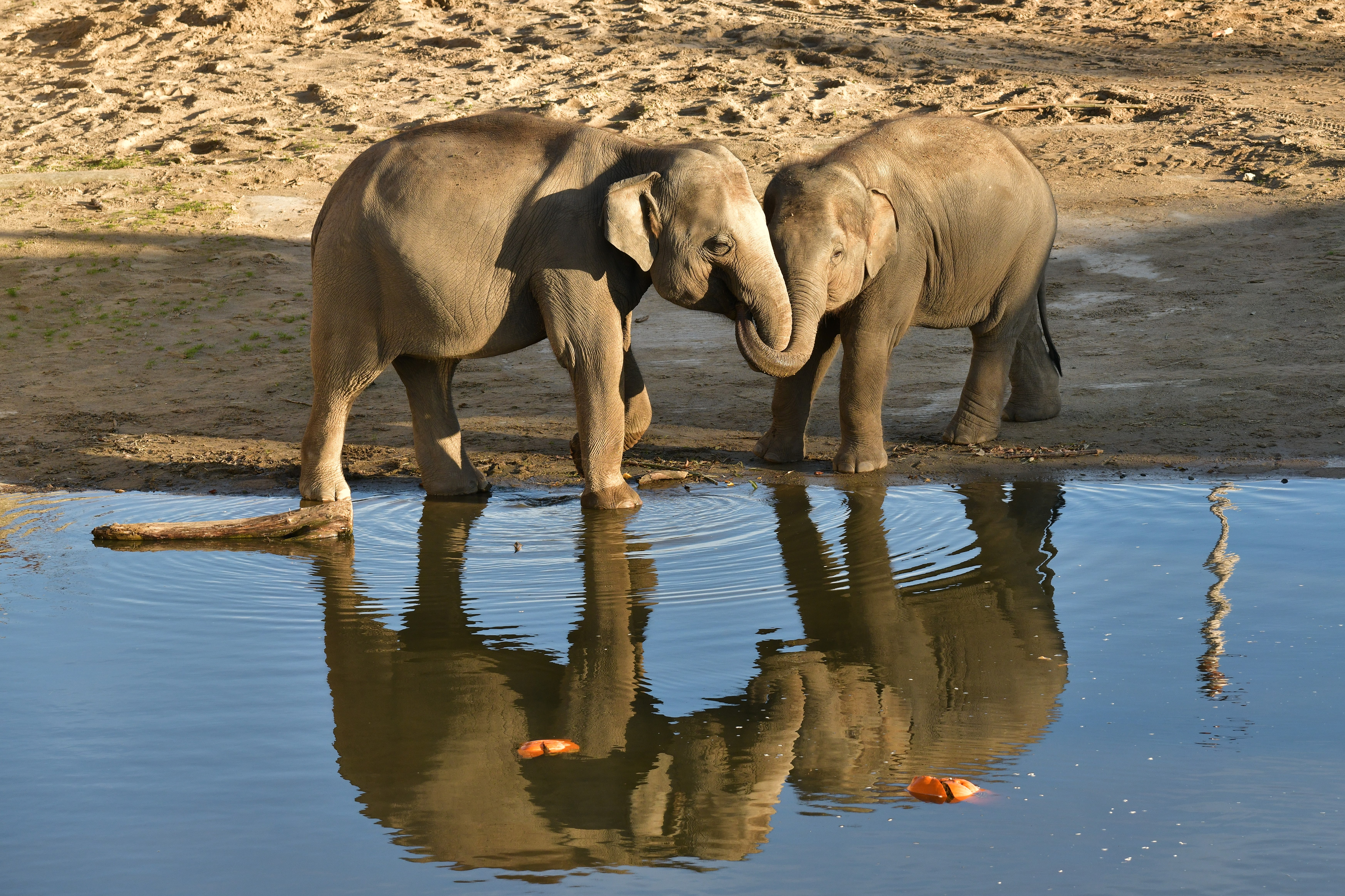 jeu d elephants reflet eau
