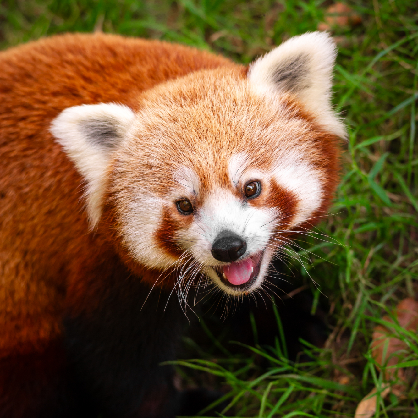 488768652 1081954663967236 6053198867097359296 n